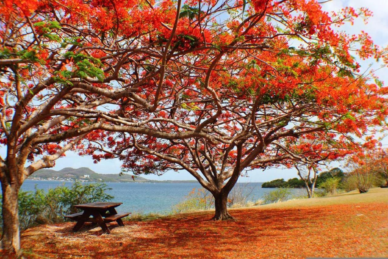 Imagine972 Martinique Bateau Hotel A Quai Le Marin 3 Cabines 3 Salles De Bains 6 Pers Maxi Eksteriør bilde